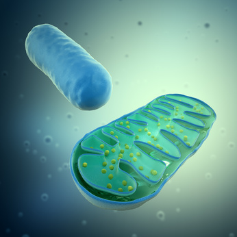 Mitochondrium -Aussenansicht und Querschnitt