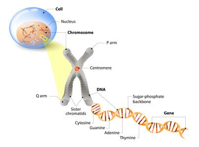 Cell, Chromosome, DNA and gene. Cell Structure. The DNA molecule is a double helix. A gene is a length of DNA that codes for a specific protein. Genome Study