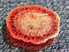 getrockneter Blutstropfen fertig fürs Mikroskopieren